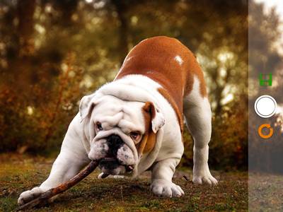 Bulldoguiando